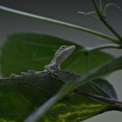 Close-up of lizard on plant