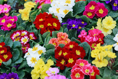 Close-up of multi colored flowers blooming outdoors