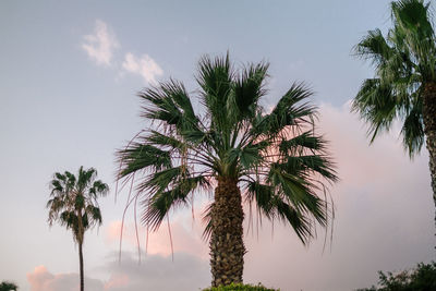 Low angle view of palm trees against sky