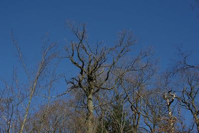 Low angle view of bare tree against clear blue sky
