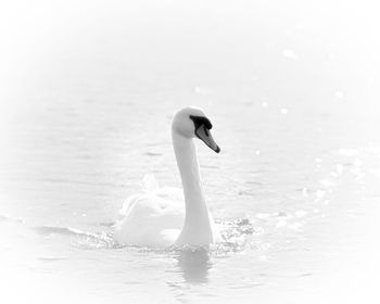 Swan swimming in lake