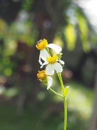 Close-up of insect on yellow flower