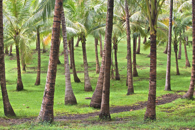 Trees in forest