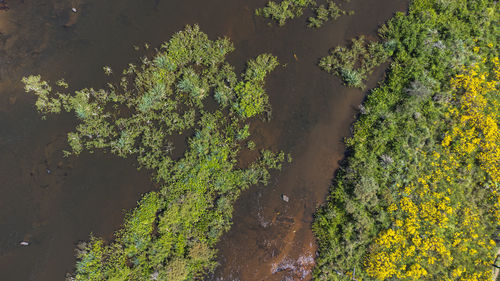 High angle view of trees in forest