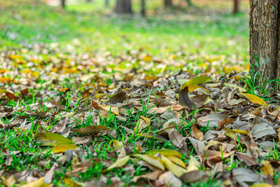 Surface level of dry leaves on field