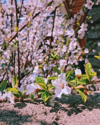 Close-up of white cherry blossoms in spring