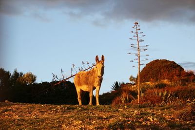 Horse on field against sky