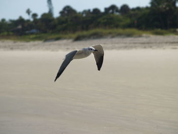 Bird flying over water