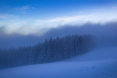 Pine trees on snowcapped mountains against sky