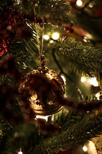 Close-up of christmas tree