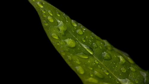 Close-up of wet leaf against black background