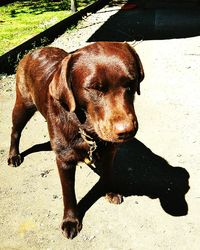 Close-up of dog on sand