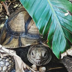 High angle view of a lizard on leaves