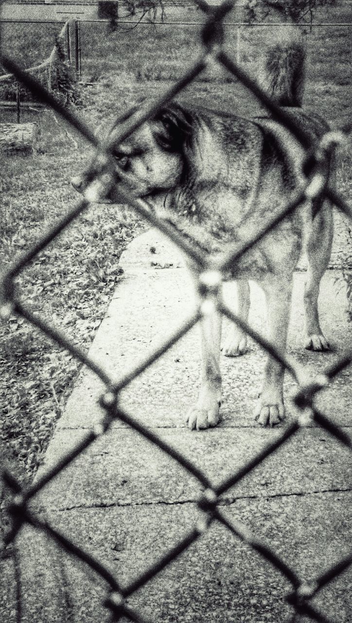 chainlink fence, pattern, fence, full frame, backgrounds, high angle view, protection, safety, metal, textured, sunlight, no people, outdoors, day, security, footpath, close-up, shadow, field, grass