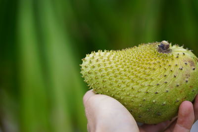 Close-up of hand holding fruit