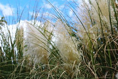 Close-up of plants against sky