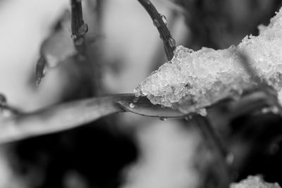 Close-up of frozen plant