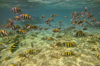 Flock of birds swimming in sea