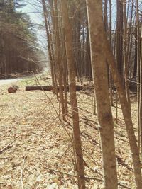 Trees in forest