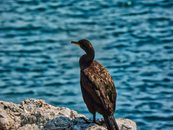 Close-up of bird perching on rock