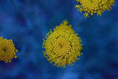 Close-up of yellow flowering plant