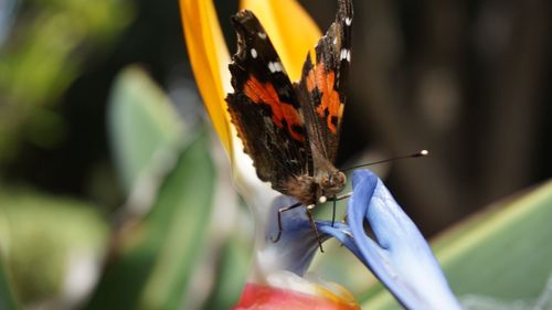 Close-up of butterfly on flower