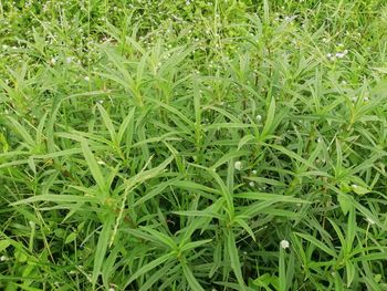 High angle view of grass growing in field