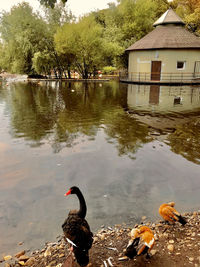 View of swans swimming in lake