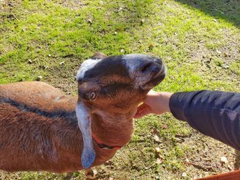 High angle view of a dog