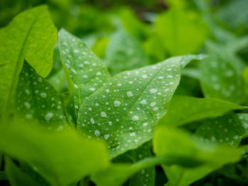 Close-up of wet leaves on rainy day