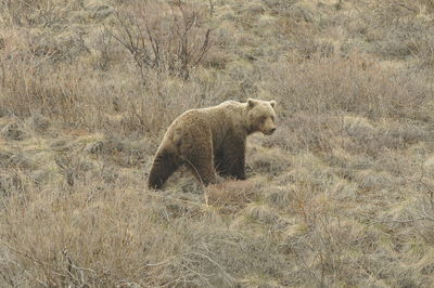 Brown bear walking on a yellow, dry grass 