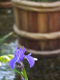 Close-up of flower blooming outdoors
