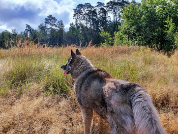 View of a dog on field