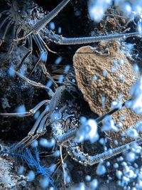 Close-up of frozen christmas tree