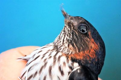 Close-up of hand feeding bird