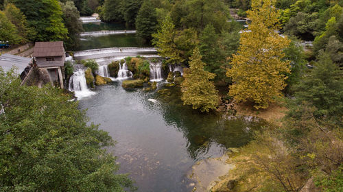 Stream amidst trees in forest during autumn