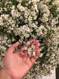 Close-up of hand holding flowering plant