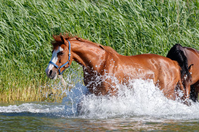 Side view of horse in water