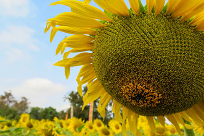 Close-up of sunflower