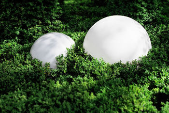 Close-up of green ball and tree against plants