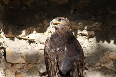 Close-up of eagle on rock