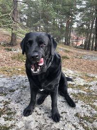 Portrait of black dog sitting on land