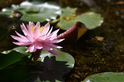 Close-up of lotus water lily in pond