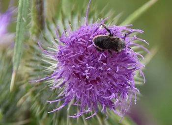 Close-up of bee on purple thistle flower