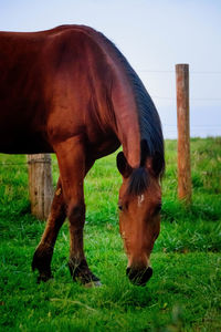 Horse grazing in a field