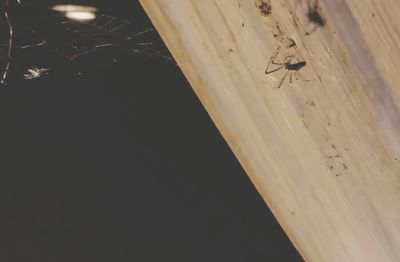 Close-up of insect on wall