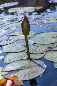 Close-up of lotus water lily in the local ecological pond