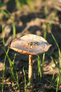 Close-up of mushroom on grass