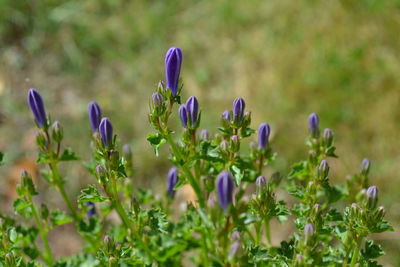 Close-up of purple crocus blooming on field