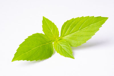 Close-up of leaves on white background